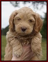 Macy Ollie pups 6 wks old 151