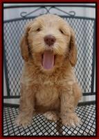 Macy Ollie pups 7 wks old 141