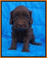 Macy Ollie pups 5 wks old 2320