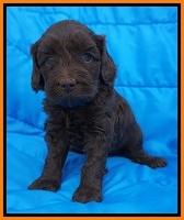 Macy Ollie pups 5 wks old 2420