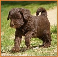 Macy Ollie pups 5 wks old 2720