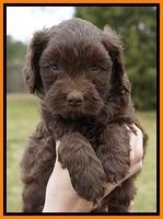 Macy Ollie pups 6 wks old 171