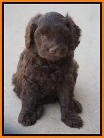 Macy Ollie pups 7 wks old 171