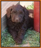 Macy Ollie pups 7 wks old 241000