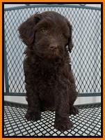 Macy Ollie pups 7 wks old 71