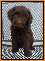 Macy Ollie pups 7 wks old 81