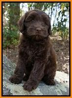 Macy Ollie pups 8 wks old 191