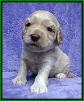 Macy Ollie pups 3 wks old 1 087