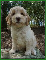 Macy Ollie pups 8 wks old 131