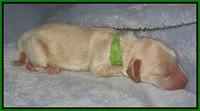 Macy Ollie pups newborn 91