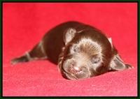 Macy Ollie pups 1 wk old 18200
