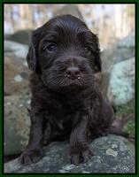 Macy Ollie pups 4 wks old 151