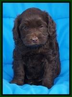 Macy Ollie pups 5 wks old 3820