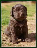 Macy Ollie pups 5 wks old 4120