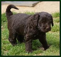 Macy Ollie pups 5 wks old 4420