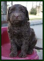 Macy Ollie pups 6 wks old 231