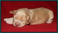 Macy Ollie pups 1 wk old 19200