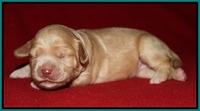 Macy Ollie pups 1 wk old 20200