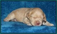 Macy Ollie pups 2 wks old 181