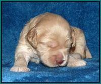 Macy Ollie pups 2 wks old 191