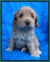 Macy Ollie pups 5 wks old 3120