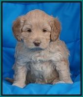 Macy Ollie pups 5 wks old 4520