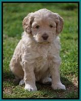 Macy Ollie pups 5 wks old 4720
