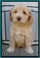 Macy Ollie pups 7 wks old 111