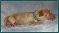 Macy Ollie pups newborn 131