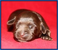 Macy Ollie pups 1 wk old 22200