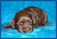 Macy Ollie pups 2 wks old 201