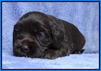 Macy Ollie pups 3 wks old 1 132