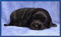 Macy Ollie pups 3 wks old 1 144