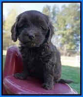 Macy Ollie pups 6 wks old 291