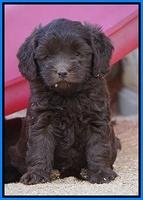 Macy Ollie pups 6 wks old 321