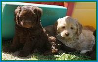 Macy Ollie pups 7 wks old 191