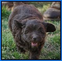 Macy Ollie pups 7 wks old 351000