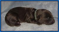 Macy Ollie pups newborn 141