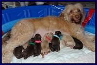 Macy Ollie Newborn pictures 1 007