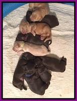 Macy Ollie pups 1 wk old 12