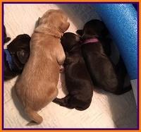 Macy Ollie pups 1 wk old 32