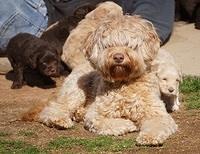 Macy Ollie pups 5 wks old 5720