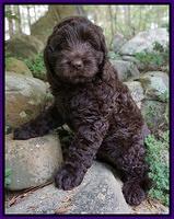 Individual puppy photo gallery