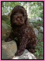 Garland family: Izzy Belle