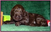 Liza Trace pups 2 wks old 11