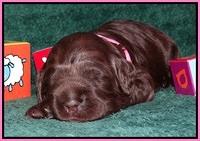 Liza Trace pups 2 wks old 41