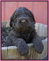 Liza Trace pups 4 wks old 31