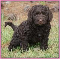 Liza Trace pups 7 wks old 51
