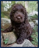 Future Service dog: Manning family: Elvis