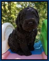Liza TRAce pups 5 wks old 51